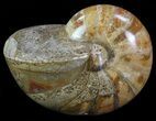 Polished Nautilus Fossil - Madagascar #67913-1